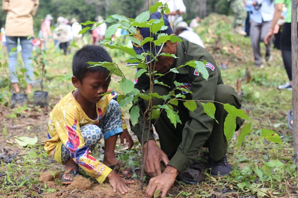 ដាំដើមឈើ